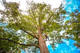 Best Commercial Tree Services  in , MN