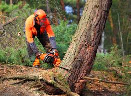 Best Tree Trimming and Pruning  in , MN