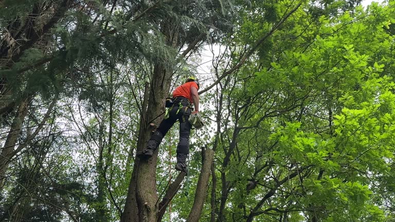 Best Tree Health Inspection  in , MN