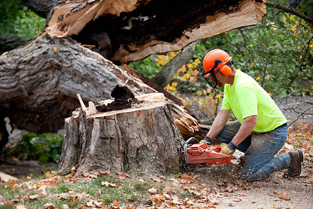 Best Arborist Consultation Services  in , MN